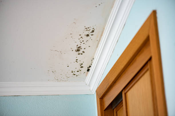Best Insurance-Related Mold Remediation in Buies Creek, NC