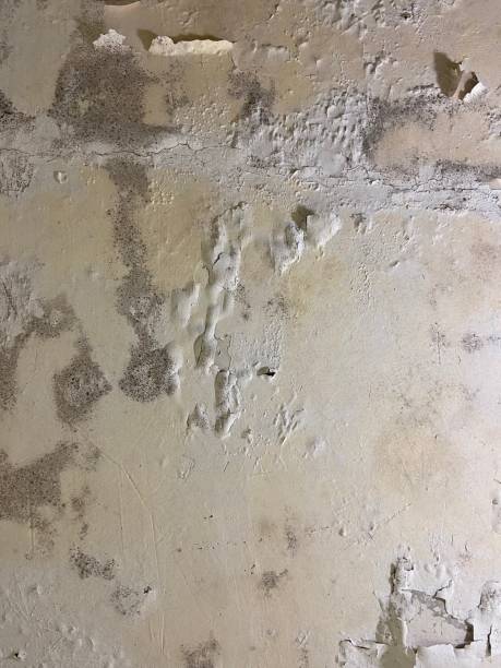 Best Residential Mold Remediation in Buies Creek, NC