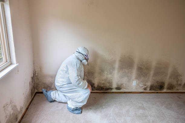 Best Commercial Mold Remediation in Buies Creek, NC