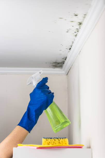 Best DIY Mold Remediation Support Services in Buies Creek, NC